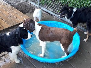 4 Paws Pet Resort Moncton NB