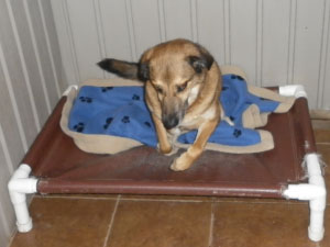 4 Paws Pet Resort Dog Boarding Moncton