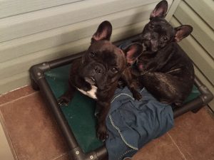 Comfy & Clean Sleeps