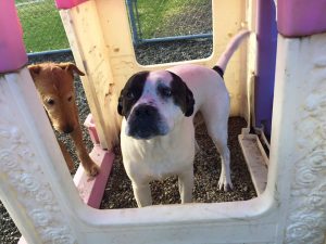 4 Paws DayCare - Come & Play 4 Paws DayCare - Come & Play