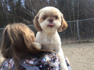 4 Paws DayCare - Loving Attendants 4 Paws DayCare - Loving Attendants