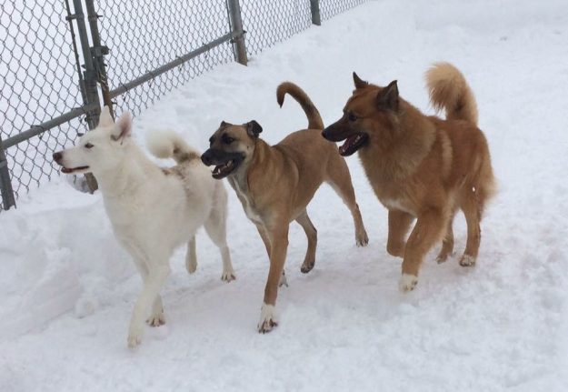 4 Paws Pet Resort Best Dog Boarding 4 Paws Pet Resort Best Dog Boarding